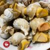 Ốc Bulot nhập khẩu